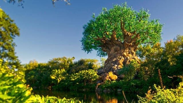 animal-kingdom-tree-of-life