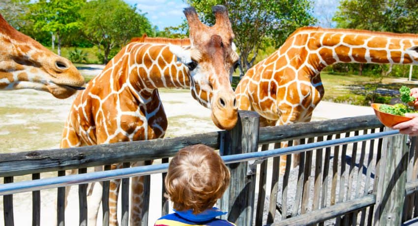 giraffes-in-orlando-zoo