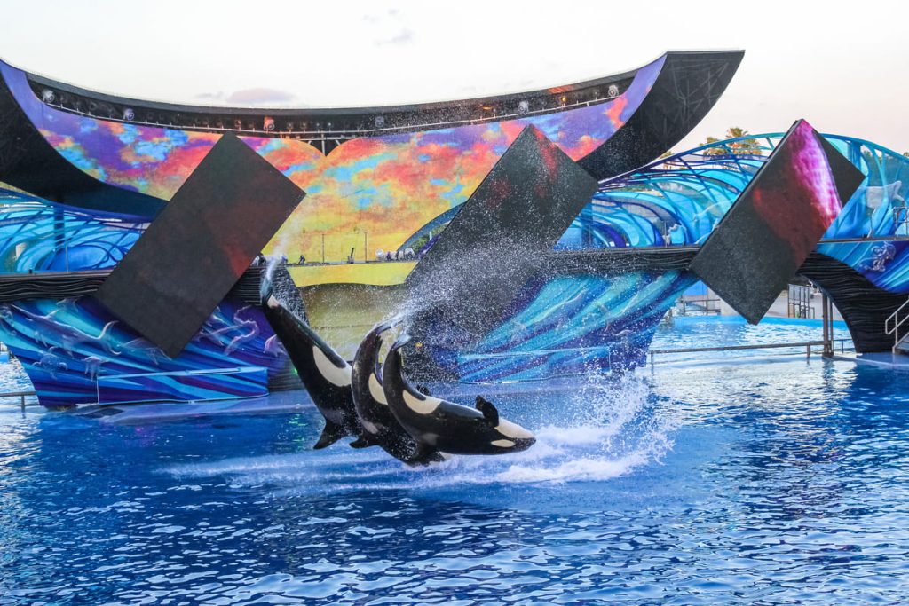 Ballenas Orca  en Seaworld Orlando Florida