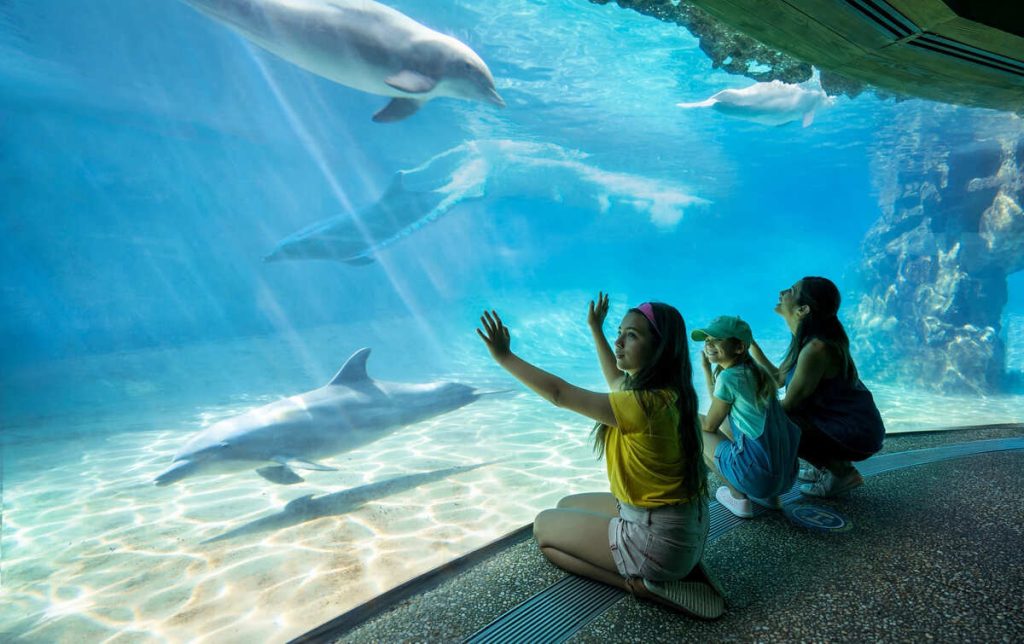 Acuario con delfines en SeaWorld