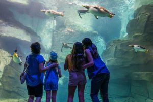 Shows imperdibles en SeaWorld Orlando y próximos eventos